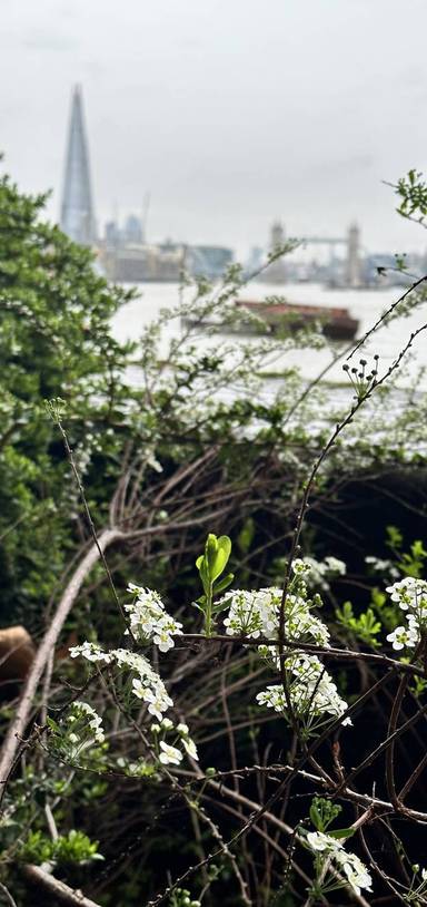 Preview of Rotherhithe River Ramble